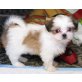 Shih Tzu Welpen - Rüde