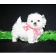 Shih Tzu Welpen - Rüde