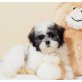Shih Tzu Welpen - Rüde