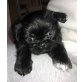 Shih Tzu Welpen - Rüde