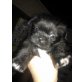 Shih Tzu Welpen - Rüde