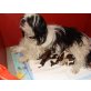 Shih Tzu Welpen - Rüde