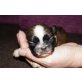 Shih Tzu Welpen - Rüde