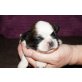 Shih Tzu Welpen - Rüde