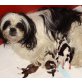 Shih Tzu Welpen - Rüde