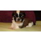 Shih Tzu Welpen - Rüde