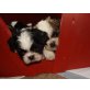 Shih Tzu Welpen - Rüde