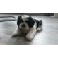 Shih Tzu Welpen - Rüde