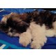 Shih Tzu Welpen - Rüde