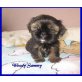 Shih Tzu Welpen - Rüde