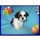 Shih Tzu Welpen - Rüde
