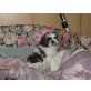 Shih Tzu Welpen - Rüde