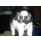 Shih Tzu Welpen - Rüde