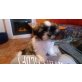 Shih Tzu Welpen - Rüde
