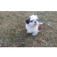 Shih Tzu Welpen - Rüde