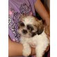 Shih Tzu Welpen - Rüde