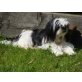 Shih Tzu Welpen - Rüde