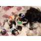 Shih Tzu Welpen - Rüde