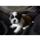 Shih Tzu Welpen - Rüde
