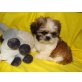 Shih Tzu Welpen - Rüde