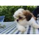 Shih Tzu Welpen - Rüde