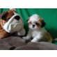 Shih Tzu Welpen - Rüde
