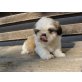 Shih Tzu Welpen - Rüde
