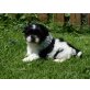 Shih Tzu Welpen - Rüde