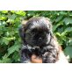 Shih Tzu Welpen - Rüde