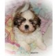 Shih Tzu Welpen - Rüde