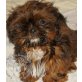 Shih Tzu Welpen - Rüde