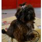 Shih Tzu Welpen - Rüde