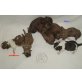 Shih Tzu Welpen - Rüde