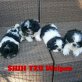 Shih Tzu Welpen - Rüde