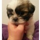 Shih Tzu Welpen - Rüde