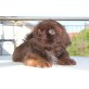 Shih Tzu Welpen - Rüde