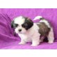 Shih Tzu Welpen - Rüde