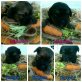 Shih Tzu Welpen - Rüde