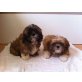 Shih Tzu Welpen - Rüde