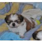 Shih Tzu Welpen - Rüde