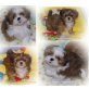 Shih Tzu Welpen - Rüde