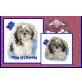 Shih Tzu Welpen - Rüde