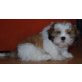 Shih Tzu Welpen - Rüde