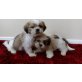 Shih-Tzu Welpen, Shih Tzu - Hündin