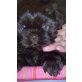 Shih Tzu Welpen, Shih Tzu - Rüde