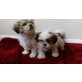 Shih-Tzu Welpen, Shih Tzu - Rüde