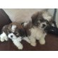 Shih Tzu Welpen für ein liebevolles Zuhause, Shih Tzu - Rüde