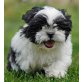 Shih Tzu Welpen hat einen großen, dunklen Aug - Rüde