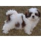 Shih Tzu Welpen sehr aktiv und verspielt bere - Rüde