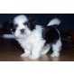 Shih Tzu Welpen zu verkaufen, Shih Tzu Welpen - Hündin